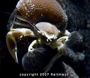 Anemone crab at Bida Nai, Phi Phi Islands, early in the m... by Tobias Reitmayr 