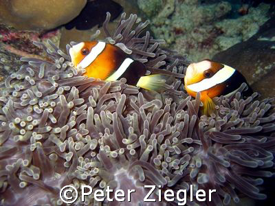 Anemone with two lovely clown fishes

Mataking Island, ... by Peter Ziegler 