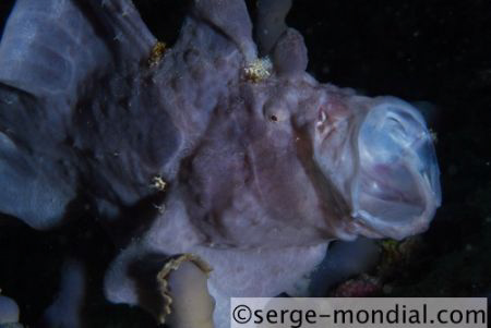 sleepy frogfish, taken with EOS 30D in INON X2 Housing, E... by Serge Abourjeily 