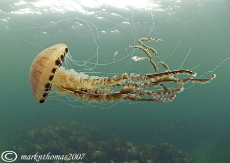 Compass jellyfish - with juvenile whiting amongst tentacl... by Mark Thomas 
