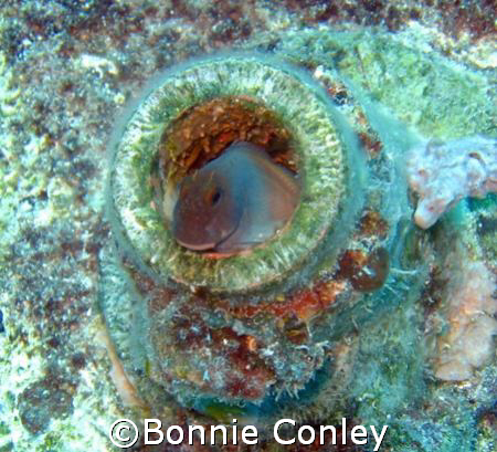 I caught this Blenny on a wreck in St. Maarten.  Photo ta... by Bonnie Conley 