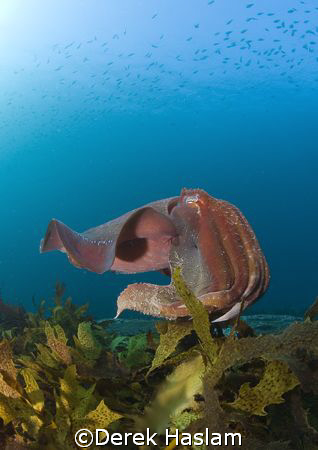 Giant cuttle fish. Sydney. D200, 10.5mm. by Derek Haslam 