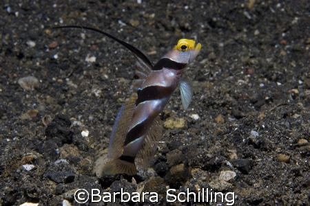 Curious Blenny in Lembeh Strait by Barbara Schilling 