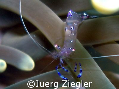 Glassshrimp on Anemone

Mataking Island, Sabah, Borneo,... by Juerg Ziegler 