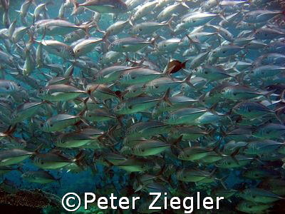 Jack Fish School

Sipadan, Barracuda Point, Sabah/Borne... by Peter Ziegler 