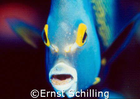 French Angelfish Face , taken on Bonaire by Ernst Schilling 
