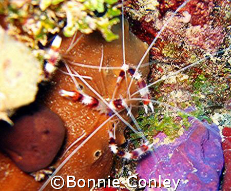 Banded Coral Shrimp in St. Maarten.  Photo taken with a P... by Bonnie Conley 