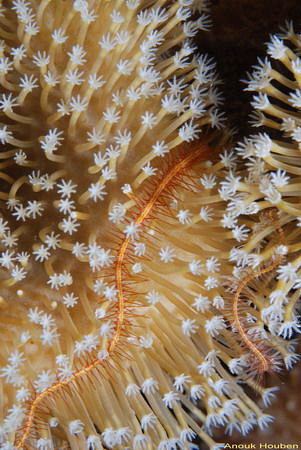 Brittle star, Ophiotrix purpurea draped across long polyp... by Anouk Houben 