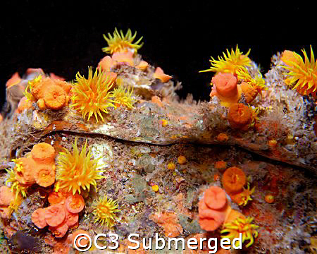 Clear Reflection: Orange cup coral reflection in an air b... by C3 Submerged 