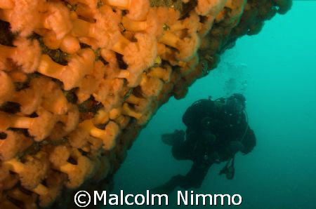 A nice plumose wall - Isles of Scilly - D70s; 12-24mm len... by Malcolm Nimmo 
