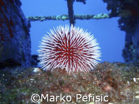 Purple Sea Urchin Calvi Corsica on the flying fortres b-1... by Marko Perisic 
