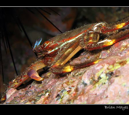 Flat Crab (Percnon gibbesi) from Tenerife. Tricky little ... by Brian Mayes 