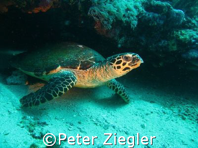 Turtle coming out of small cave

Puerto Gallera, Sabang... by Peter Ziegler 