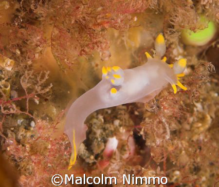 Nudibranch  - taken from the Isles of Scilly, SW England ... by Malcolm Nimmo 