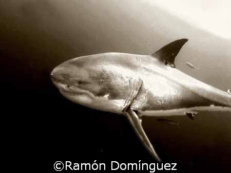 Great white shark at Guadalupe island by Ramón Domínguez 