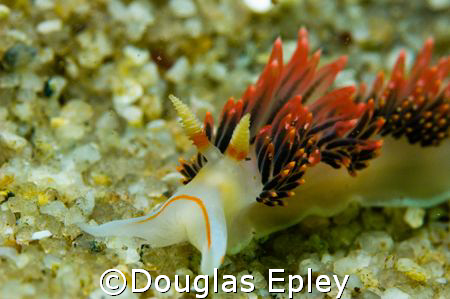 nudibranch taken at lovers cove monterey, ca by Douglas Epley 