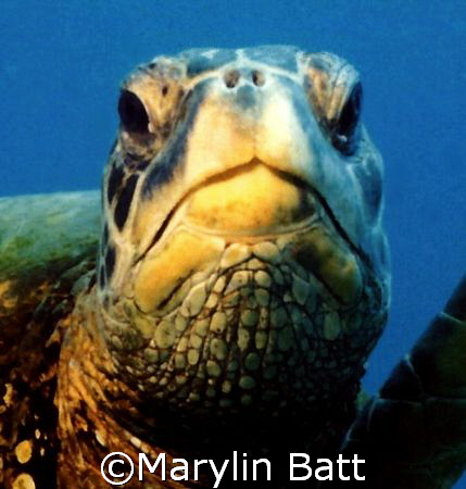 Close up of Green Turtle taken off Kauai, Hawaii.
Nikono... by Marylin Batt 