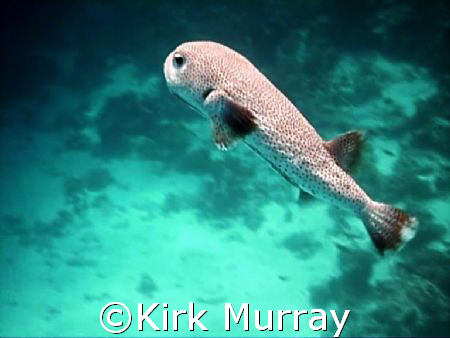 One of two Puffer stayed with me for 10 minutes by Kirk Murray 