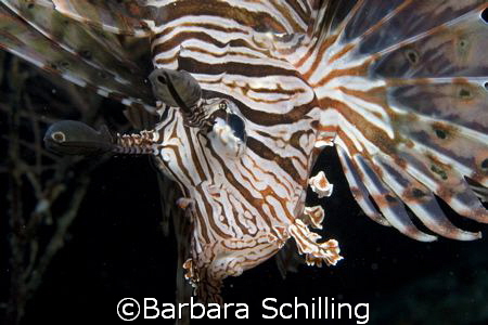 Curious Lionfish  by Barbara Schilling 