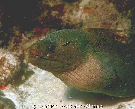 Green moray at Parguera Puerto 8/28/07.Equipment Nikon N7... by Candido Gonzalez-Alonso 