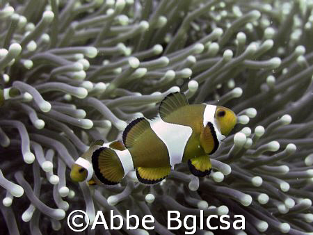 Taken in Beatrice Rock, Anilao, Batangas.  Clown Fish pho... by Abbe Bglcsa 