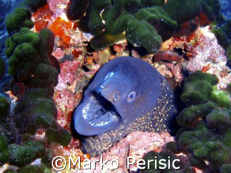 Moray-eel Calvi Corsica.Alot of the time these guys are t... by Marko Perisic 