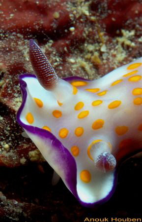 Nudibranch,  Risbecia pulcella. Picture taken off Weligam... by Anouk Houben 