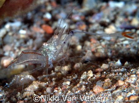 Shrimp taken at Sharksbay with E300 and 105mm lens. by Nikki Van Veelen 