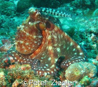 Octopus

Sabang, Puerto Gallera, Phillipines by Peter Ziegler 