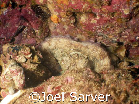 Octopus trying to sleep, but we woke him up! Check out hi... by Joel Sarver 