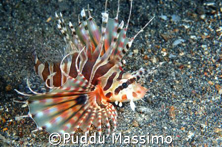 lionfish,in lembeh strait with nikon d70 and 60mm macro by Puddu Massimo 