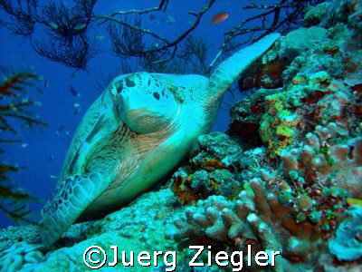 Hawkbill turtle enjoying relaxing moment !

Sipadan, Sa... by Juerg Ziegler 