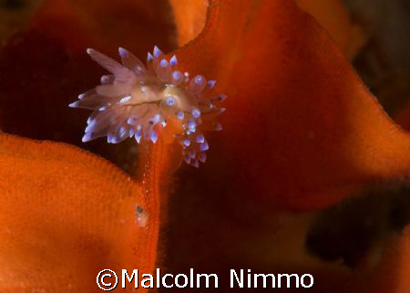 Nudibranch  exploring a branch of Ross coral ..... Isles ... by Malcolm Nimmo 