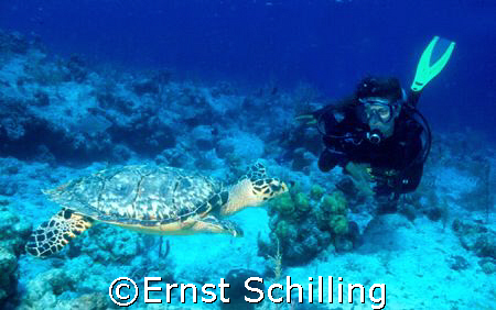 Close encounter with a Hawksbill Turtle at Salt Cay by Ernst Schilling 