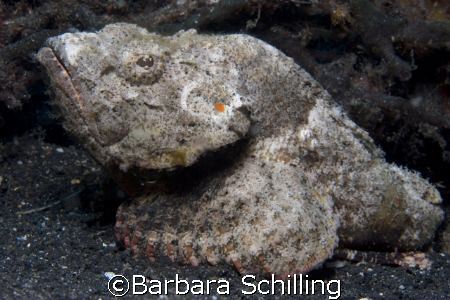 Lembeh Scorpionfish posing by Barbara Schilling 