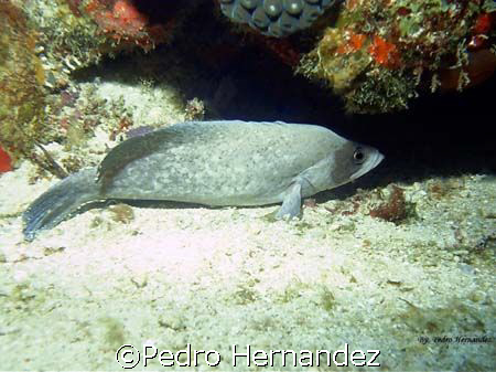 Greater Soapfish,Humacao, Puerto Rico by Pedro Hernandez 