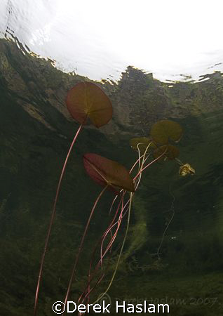Lily pad's. Capernwray. D200, 10.5mm. by Derek Haslam 
