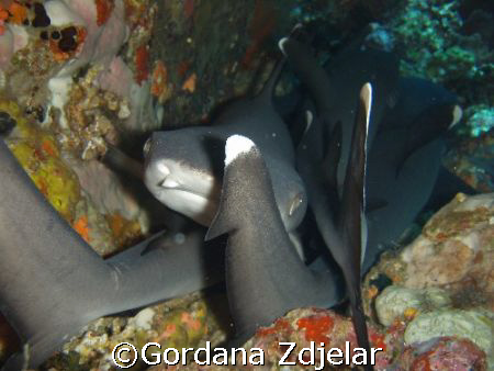 baby whitetip sharks sleeping under a rock by Gordana Zdjelar 