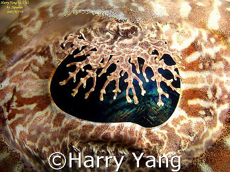 eye of a resting crocodilefish. by Sipadan 2007/09/05~09.... by Harry Yang 