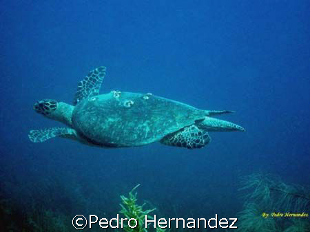 Hawksbill Turtle,Parguera, Puerto Rico by Pedro Hernandez 