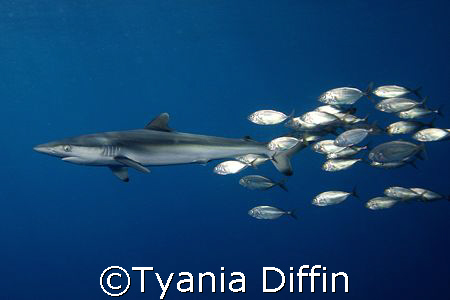 Silky Shark juvenile followed by a school of young jacks by Tyania Diffin 