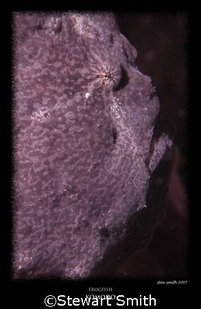 capaccino frogfish  60mm canon by Stewart Smith 