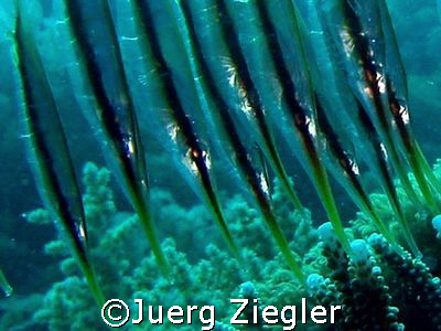 Eye to Eye with Razor Fishes !

Mataking Island - Sabah... by Juerg Ziegler 