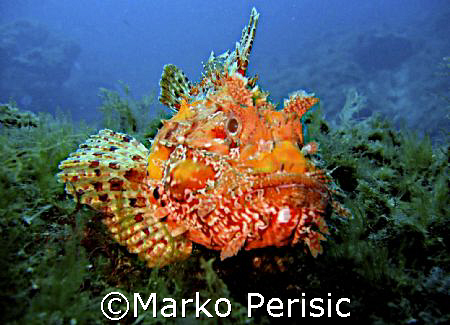 Eye to eye with a Red Scorpionfish (scorpaena scrofa) Cal... by Marko Perisic 