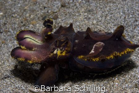 Flamboyant cuttlefish showing its true color? Taken in Le... by Barbara Schilling 