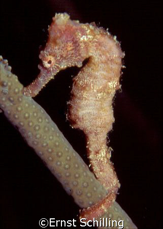 pink Baby Seahorse on Bonaire by Ernst Schilling 