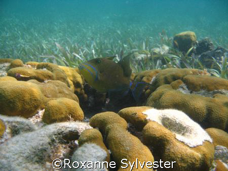 Queen Triggerfish
Hol Chan, Belize Barrier Reef by Roxanne Sylvester 