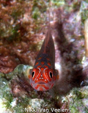 Goby taken at Sharksbay with E300 and 105mm lens. by Nikki Van Veelen 