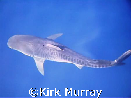 You can see why this is named Tiger Shark, fantastic mark... by Kirk Murray 