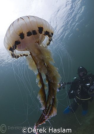 Mr T, with compass jelly fish. Connemara. D200, 10.5mm. by Derek Haslam 